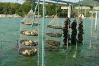 Vigilncia Sanitria de Itaja orienta sobre proibio da venda e consumo de moluscos