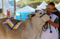 26 Expofeira apresenta mais de 500 animais na 37 Festa Nacional do Colono
