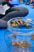 Centro de Educao Infantil do bairro So Joo realiza experincia sobre o desenvolvimento da borboleta 